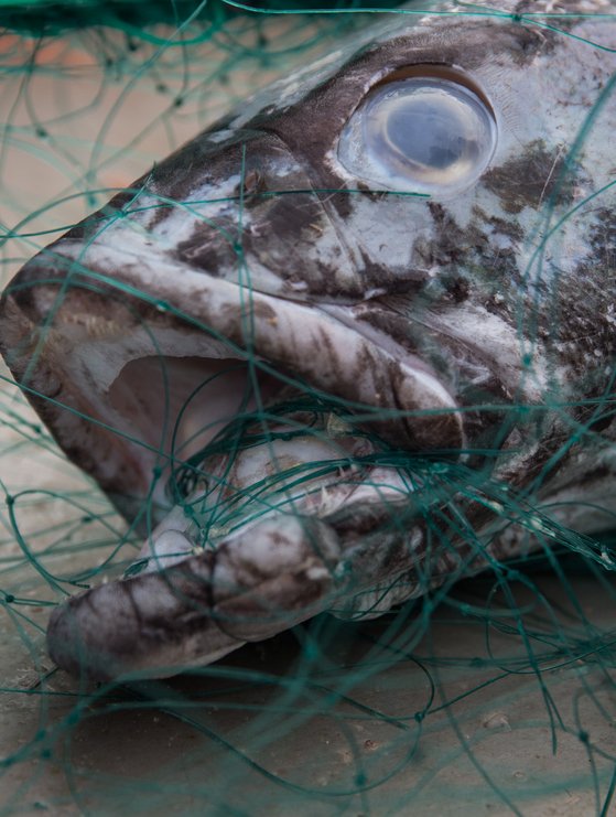 141228-jw-toothfish-net-wrapped-around-mouth-3657.jpg__559x741_q85_crop_subsampling-2 (1)