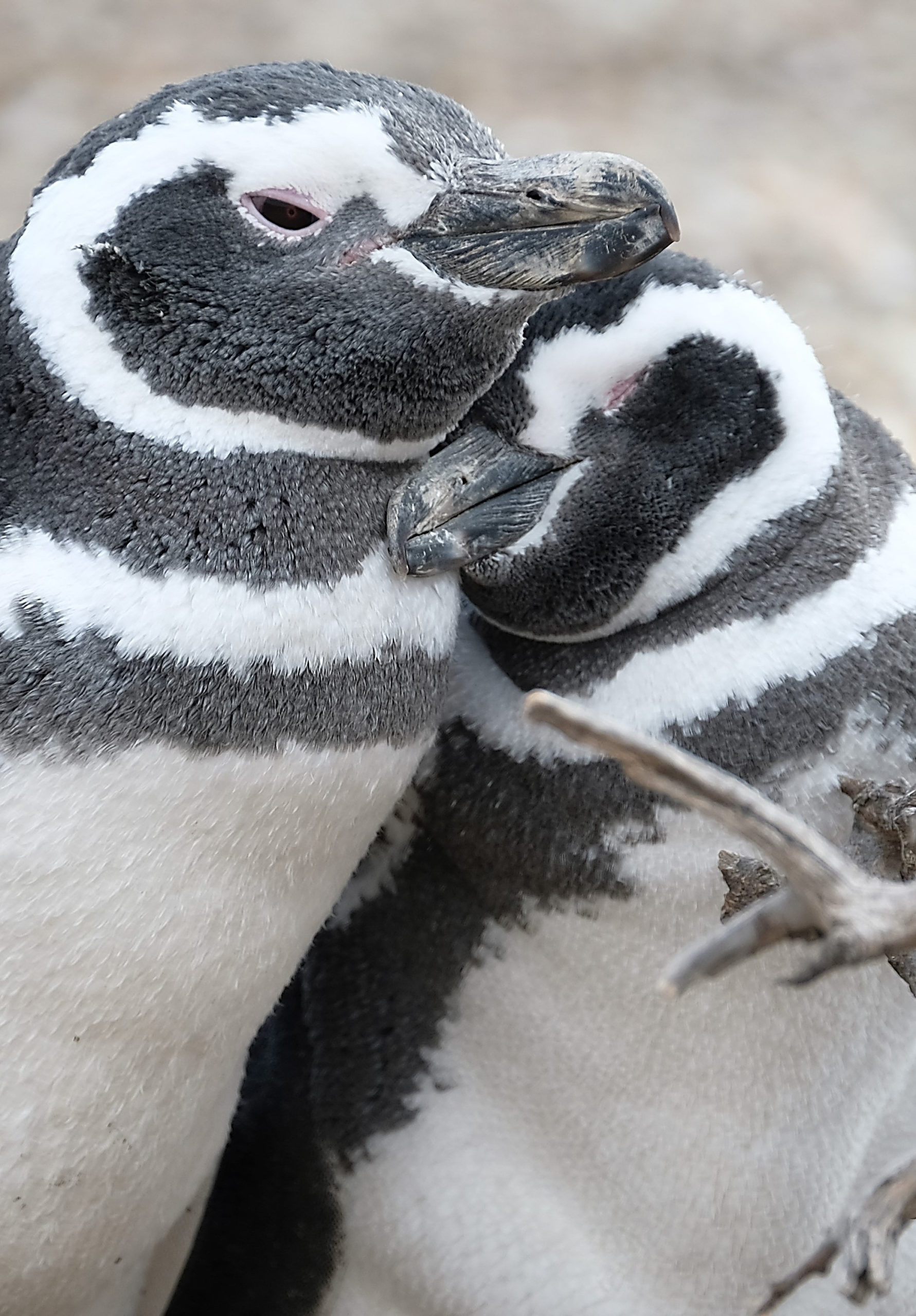 - birds, Cuddles, penguin, Wildlife