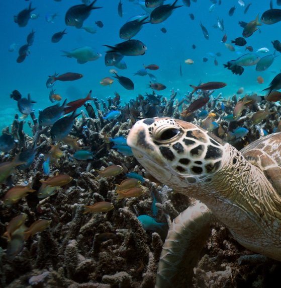 card-grid-campaign-image-jairo2.jpg__559x741_q85_crop_subsampling-2